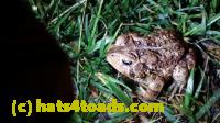 /home//u458753944/public_html/sourcegallery//Roxborough Toad Detour/2016/2016-04-26/20160426_213229.jpg